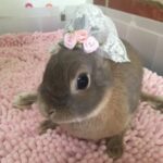 ぷぅさん